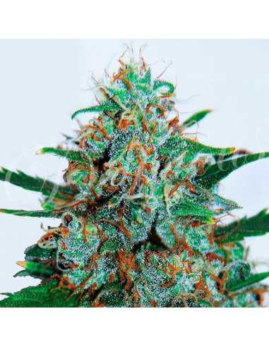 Delicious Seeds Critical Neville Haze Auto - Imagen 1