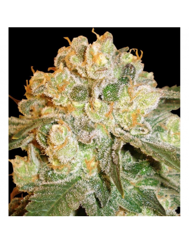 Delicious Seeds Caramelo F1 Fast Version Fem - Imagen 1