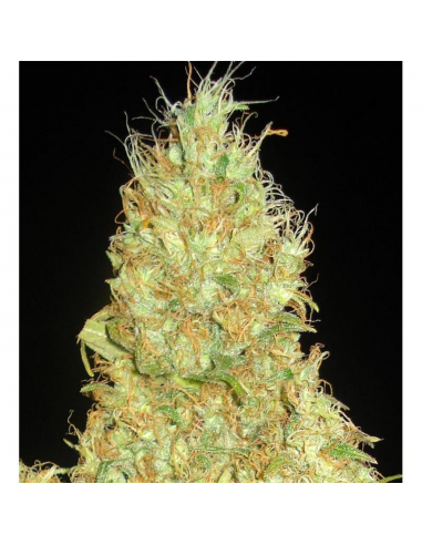 Delicious Seeds Fruitty Chronic Juice Fem - Imagen 1