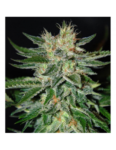 Delicious Seeds Sugar Black Rose Fem - Imagen 1