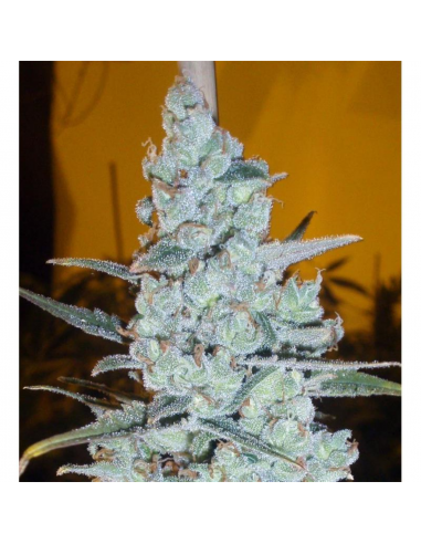 Delicious Seeds Critical Jack Herer Fem - Imagen 1