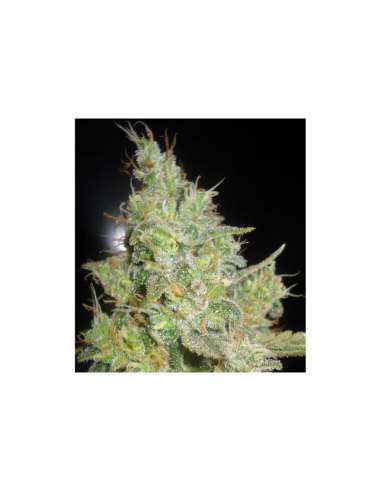 Delicious Seeds Critical Kali Mist Fem - Imagen 1