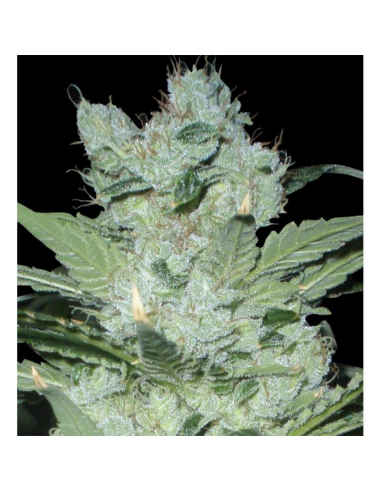 Delicious Seeds Critical Neville Haze Fem - Imagen 1