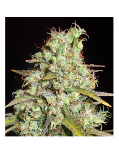 Delicious Seeds Critical Super Silver Haze Fem. - Imagen 1