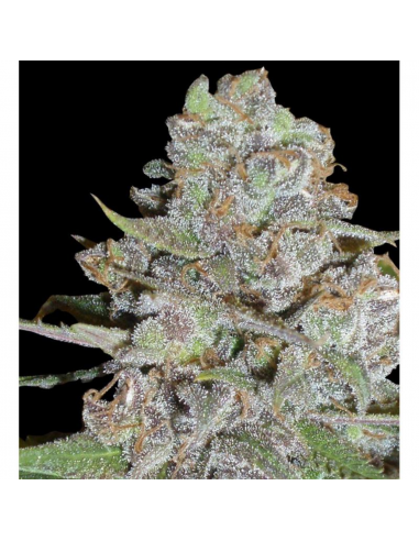 Delicious Seeds La Diva Auto - Imagen 1