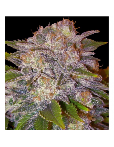 Delicious Seeds Caramelo Fem - Imagen 1