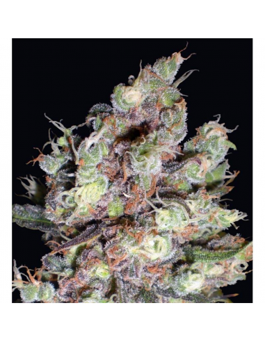 Delicious Seeds Cotton Candy Fem - Imagen 1