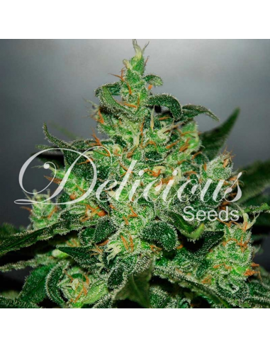 Delicious Seeds Critical Jack Herer Auto - Imagen 1