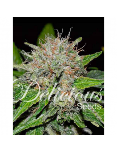 Delicious Seeds Deep Mandarin CBD Fem - Imagen 1