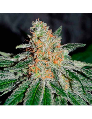 Delicious Seeds CBD Jam Fem - Imagen 1