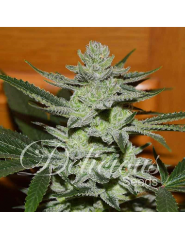 Delicious Seeds Desconocida Kush Fem - Imagen 1