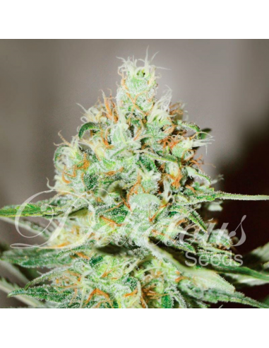 Delicious Seeds Jagg Kush Fem - Imagen 1