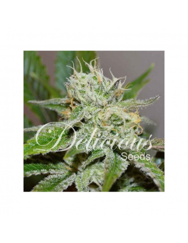 Delicious Seeds Original Juan Herer Fem - Imagen 1