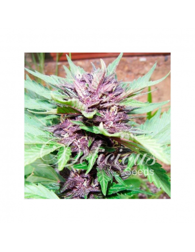 Delicious Seeds Auto Dark Purple - Imagen 1