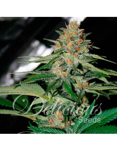 Delicious Seeds Marmalate Reg. - Imagen 1