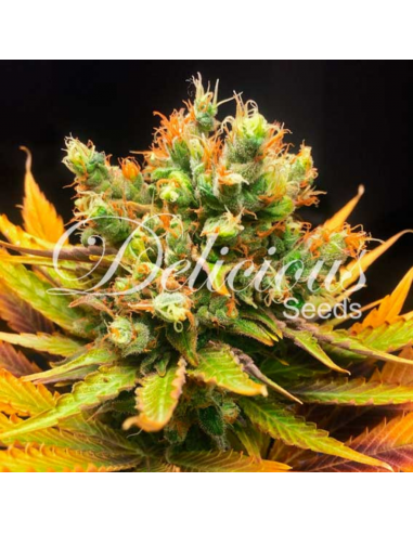 Delicious Seeds Honey Bells CBD Fem - Imagen 1