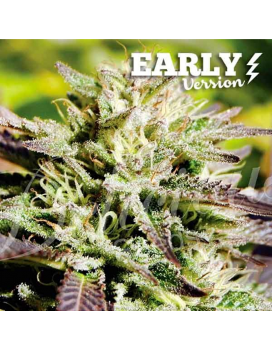 Delicious Seeds Candy F1 Early Version Fem - Imagen 1