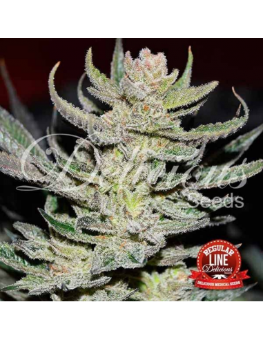 Delicious Seeds Desconocida Kush Reg. - Imagen 1