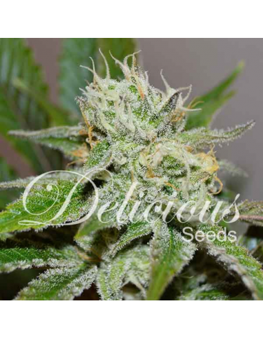 Delicious Seeds Original Juan Herer Reg. - Imagen 1