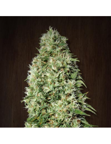 Ace Seeds Orient Express Fem - Imagen 1