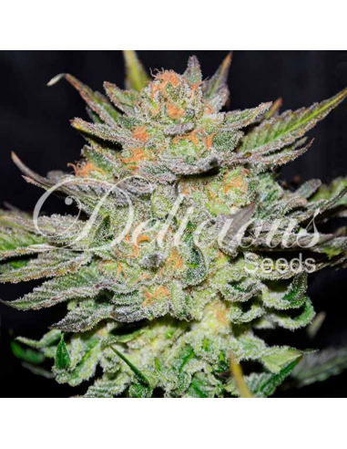 Delicious Seeds Blue Ace CBD Auto - Imagen 1