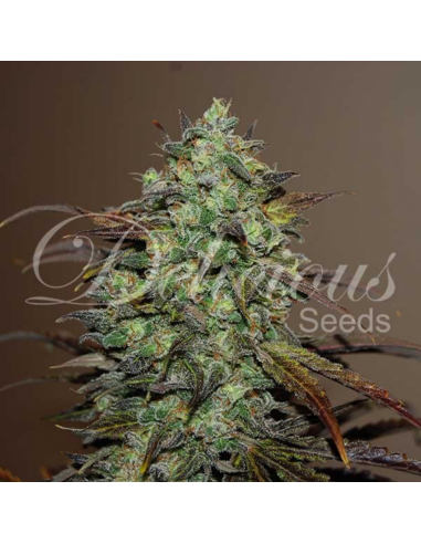 Delicious Seeds Eleven Roses Fem - Imagen 1