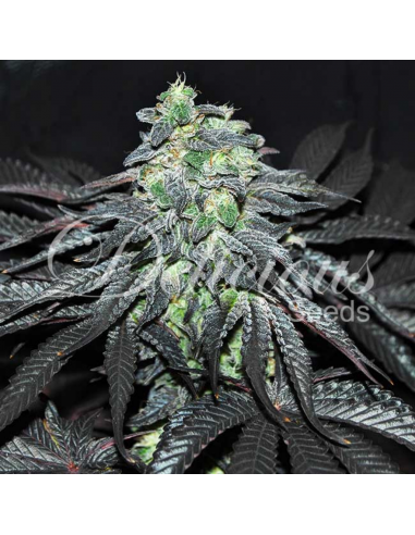 Delicious Seeds Golosa Fem - Imagen 1