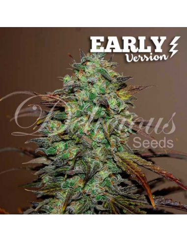 Delicious Seeds Eleven Roses F1 Early Version Fem - Imagen 1