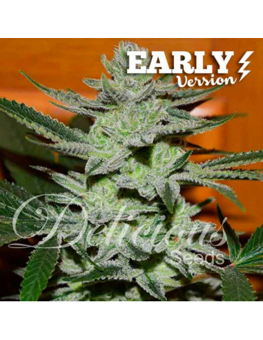 Delicious Seeds Unknown Kush F1 Early Version Fem - Imagen 1