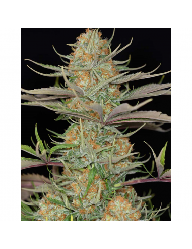 Dinafem Sweet Deep Grapefruit Fem - Imagen 1