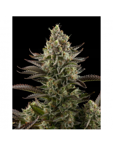 Dinafem White Widow Fem - Imagen 1