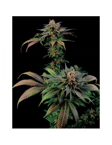 Dinafem Blue Widow Fem - Imagen 1