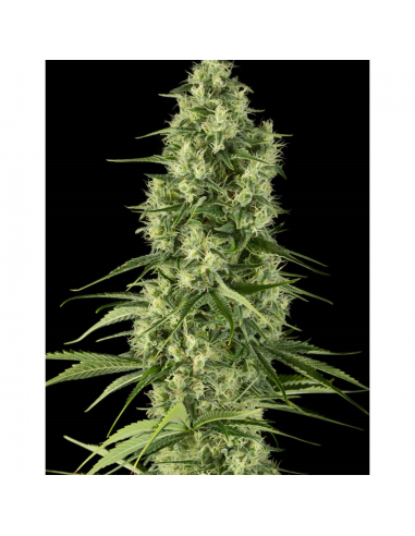 Dinafem Santa Sativa Fem - Imagen 1