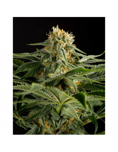 Dinafem California Hash Plant Fem - Imagen 1