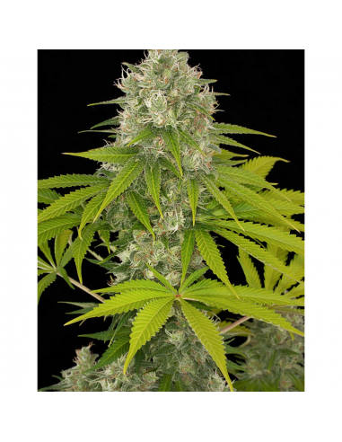 Dinafem Power Kush Fem - Imagen 1