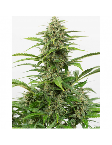 Dinafem Critical + Auto - Imagen 1