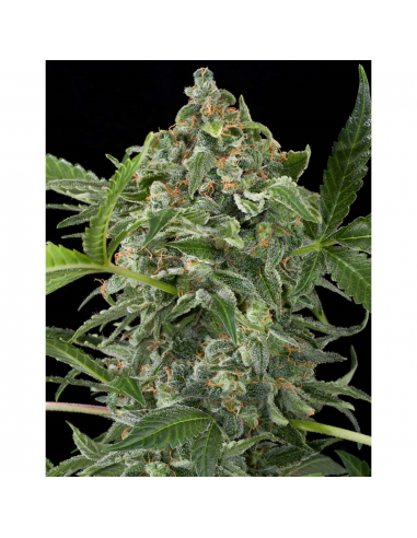 Dinafem White Cheese Auto - Imagen 1