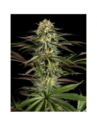 Dinafem Kush-N-Cheese Fem - Imagen 1