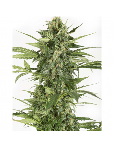 Dinafem Blue Cheese Auto - Imagen 1