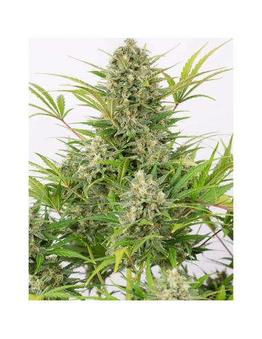 Dinafem Critical Cheese Auto - Imagen 1