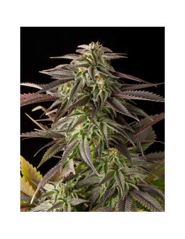 Dinafem Blue Cheese Fem - Imagen 1