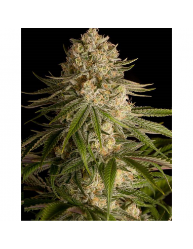 Dinafem Critical Kush Fem - Imagen 1