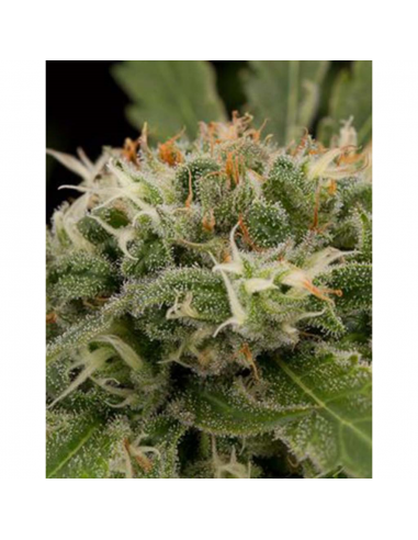 Dinafem Original Strawberry Cough Fem. - Imagen 1