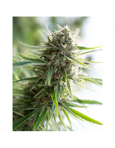 Dinafem Critical Mass CBD Fem - Imagen 1