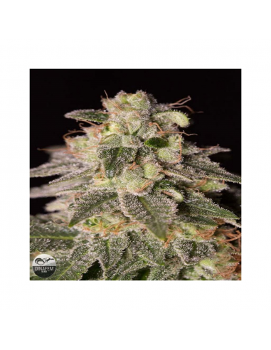 Dinafem Shark Shock CBD Fem - Imagen 1