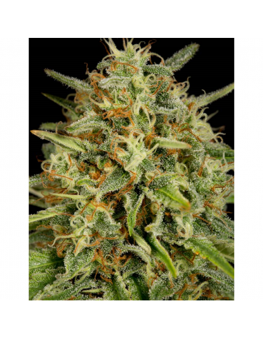 Dinafem Strawberry Amnesia Fem. - Imagen 1