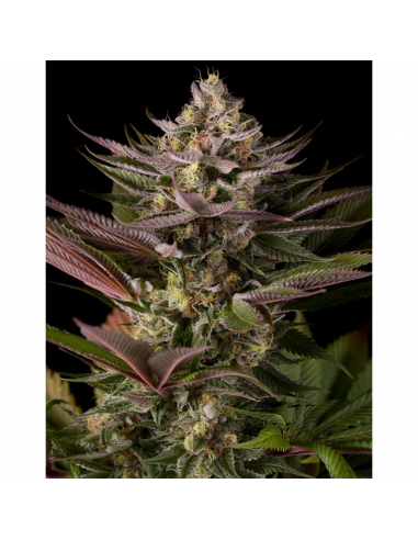 Dinafem Blue Kush Fem - Imagen 1