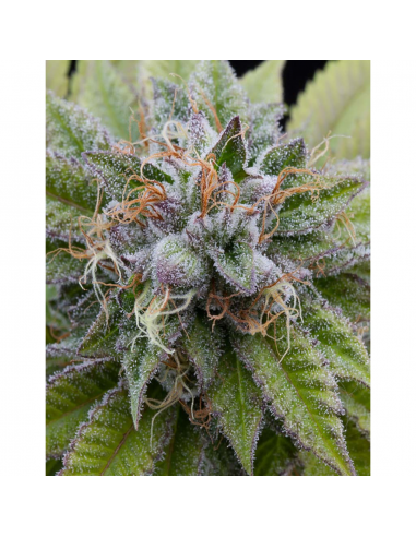 Dinafem Bubba Kush Fem - Imagen 1