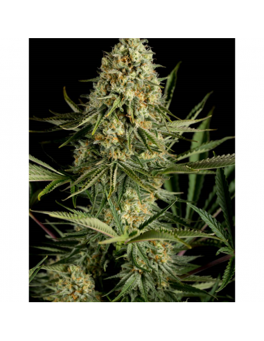 Dinafem Critical Cheese Fem - Imagen 1