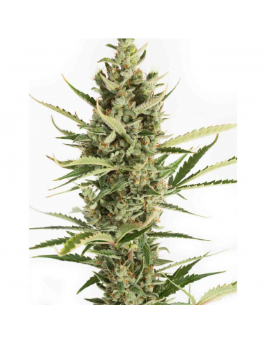 Dinafem Amnesia XXL Auto - Imagen 1